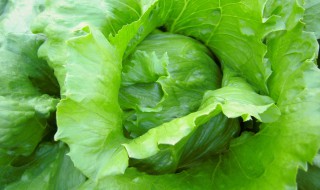 结球莴苣的吃法 结球莴苣的功效与作用