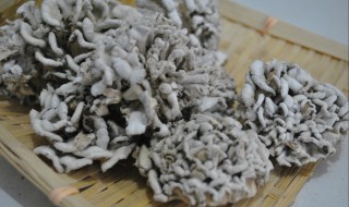 哪些人不能吃藏灵菇（藏灵菇怎么吃最好呢）