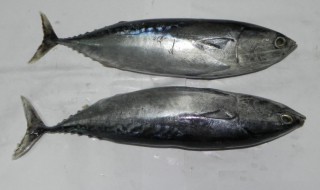 哪些人不能吃鲣鱼（鳐鱼什么人不能吃）