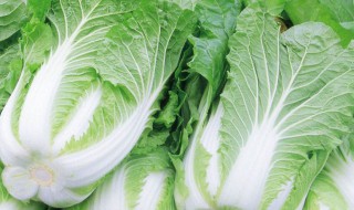 哪些人不能吃小白口