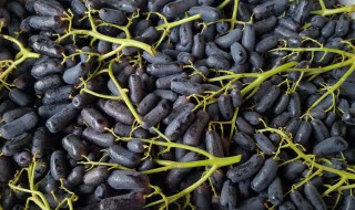 美人指的吃法 美人指怎么吃