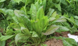 哪些人不能吃苦苣 苦苣可以直接吃吗