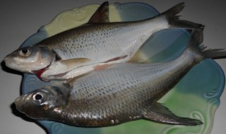 哪些人不能吃边鱼(边鱼爱吃什么)