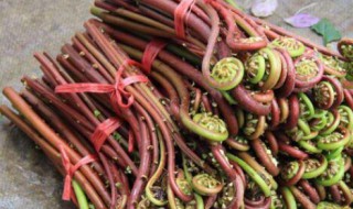 怀孕的孕妇能吃蕨菜吗(怀孕的孕妇能吃蕨菜吗有毒吗)