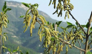 构树穗你吃过吗 构树穗什么人不能吃