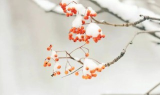 小雪节气早安问候语 小雪节气早安问候语句