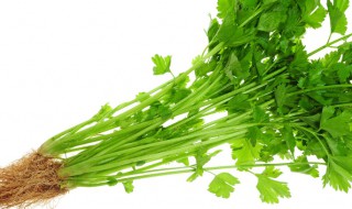 芹菜的功效与作用和禁忌（芹菜的功效与作用和禁忌有哪些）