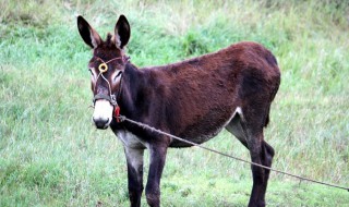 已婚女人梦到驴了什么预兆 女人梦到驴是什么预兆