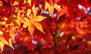 一日三秋意思 一曰三秋意思