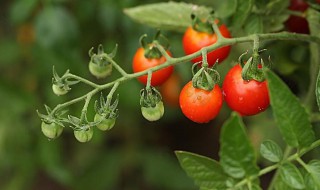 西红柿与哪些相克 西红柿与哪些相克,有什么解药
