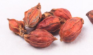 焦栀子的功效与作用（焦栀子的功效与作用及禁忌）