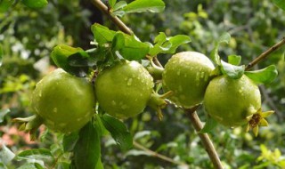 三月份有石榴吃吗（3月份有石榴吃吗）