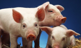 猪肾怎么吃最补肾 猪肾怎么吃最补肾虚