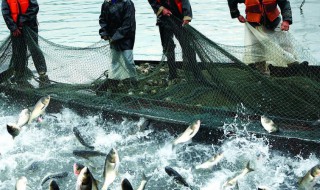 梦见抓到鱼的解析 梦见抓到鱼是什么意思?