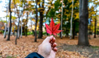 叶落知秋意思 叶落知秋意思2022超火的微信昵称