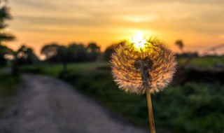 小清新十个字(新婚祝词 小清新十个字)