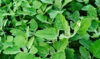 肾炎吃野菜有用吗（慢性肾炎能吃野菜吗）