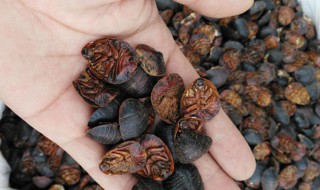 土鳖虫的作用与功效 土鳖虫图片