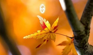 24节气之秋分养生食谱大全（24节气养生菜品）