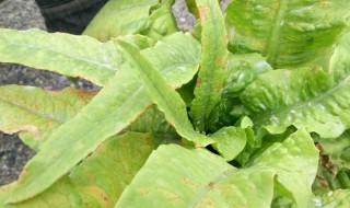 莴苣的叶子可以吃吗（莴苣的叶子可以吃吗有毒吗）