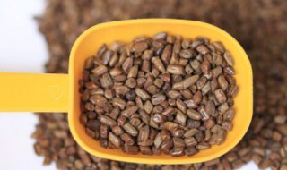 哪些人不能吃决明子（什么人不能吃决明子）