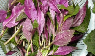 红背菜的吃法（红背菜怎么吃）