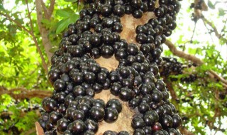 嘉宝果的吃法 嘉宝果怎样吃法