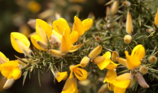 荆豆的吃法（紫荆豆能吃吗）