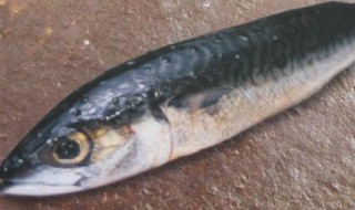 哪些人不能吃竹筴鱼（竹鱼好吃吗）