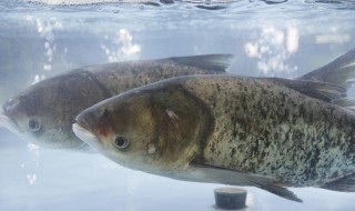 哪些人不能吃白鲢鱼 吃白鲢鱼有什么不好