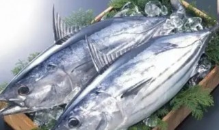 鲣鱼的吃法 鲮鱼的吃法