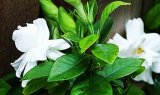 哪些人不能吃栀子（哪些人不能吃栀子茶）