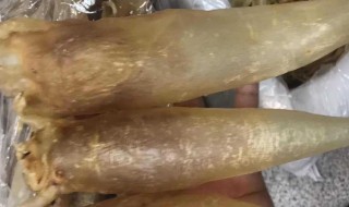 哪些人不能吃鱼鳔 怎么样的人不能吃鱼鳔