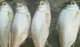 哪些人不能吃白条鱼 白条鱼能吃么