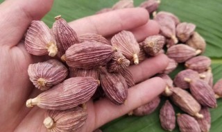 哪些人不能吃砂仁（砂仁的功效及禁忌人群）