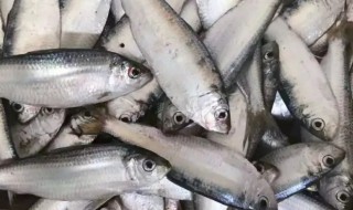 哪些人不能吃青鳞鱼(哪些人不能吃青鳞鱼类)