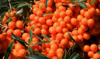 沙棘的吃法（新鲜沙棘的吃法）
