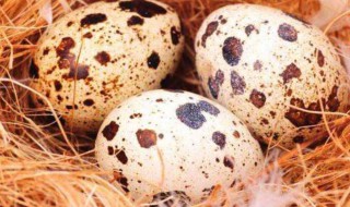 哪些人不能吃麻雀蛋 麻雀可以吃鸡蛋吗