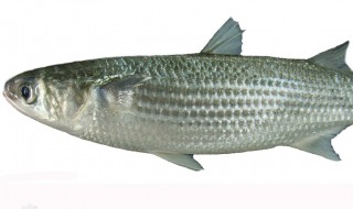 哪些人不能吃鲻鱼(鲮鱼什么人不能吃)