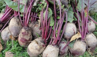 哪些人不能吃甜菜根（哪些人不能吃甜菜根呢）