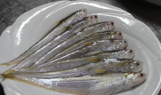 哪些人不能吃凤尾鱼(凤尾鱼不爱吃食)