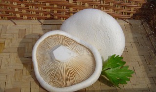 阿魏菇的吃法（阿魏菇的吃法有哪些）