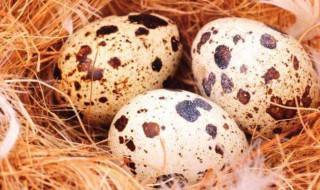 麻雀蛋的吃法 麻雀蛋功效