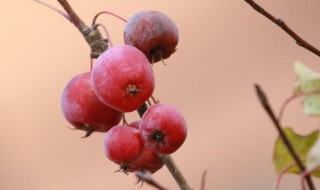海棠果的吃法 海棠果吃多了要死人的