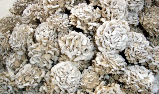 藏灵菇的吃法 藏灵菇的作用