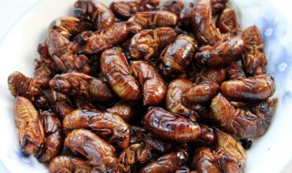 知了猴的吃法(知了猴的做法视频)