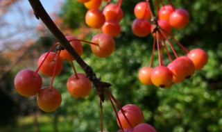 哪些人不能吃海棠果 哪些人不能吃海棠果子