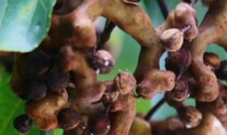 哪些人不能吃拐枣 哪些人不能吃拐枣子