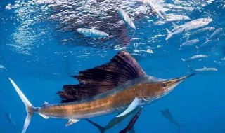 哪些人不能吃旗鱼 哪些人不能吃旗鱼