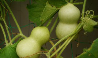 葫芦的吃法 葫芦的吃法和做法大全